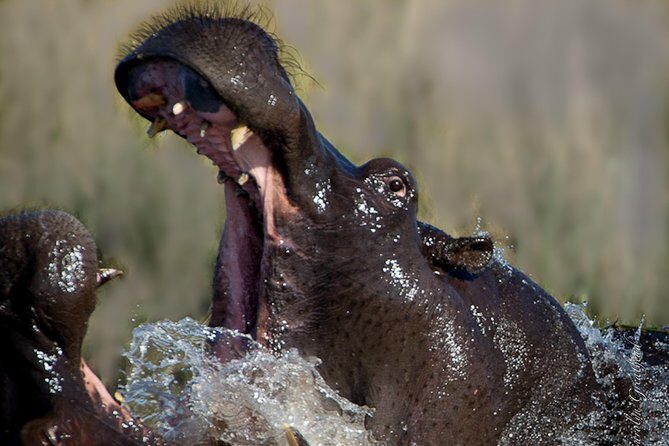 Sundowner Cruise on Zambezi River (Zimbabwe) - Practical Details and Considerations