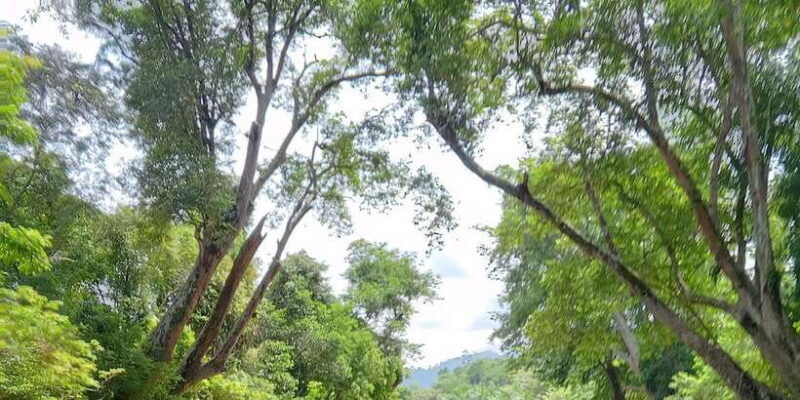 sungai-berang-wildlife-cultural-kayak-tour