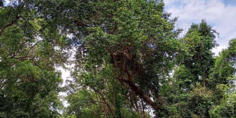 sungai-berang-wildlife-cultural-kayak-tour