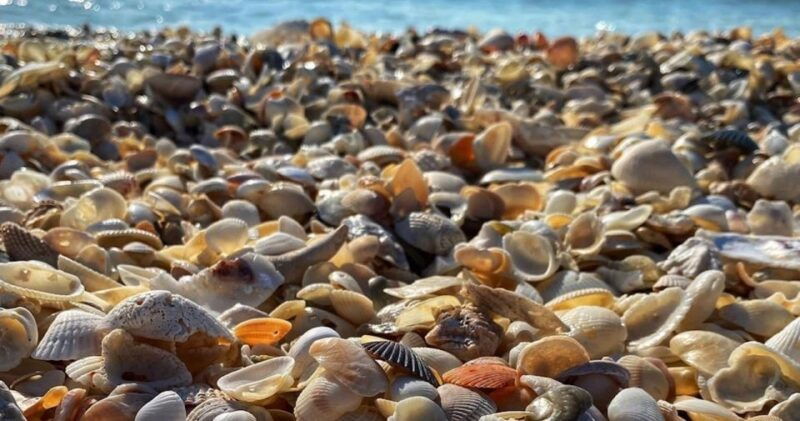 sunrise-and-shine-10000-islands-shelling-tour