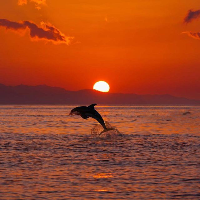 sunrise-coastline-boat-tour-dolphin-watching