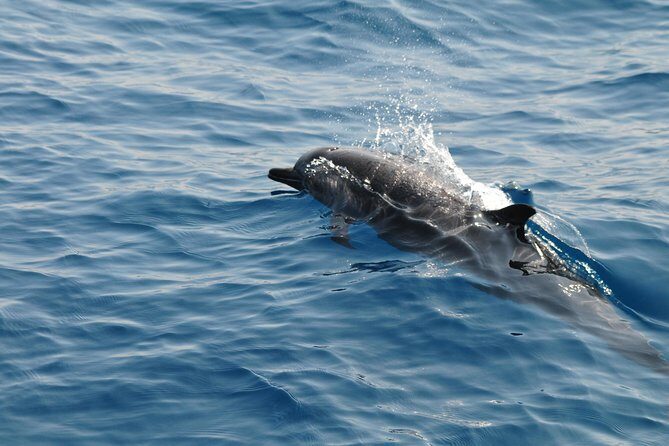 Sunrise dolphin watching experience and Bar Reef snorkelling  Kalpitiya - Key Points