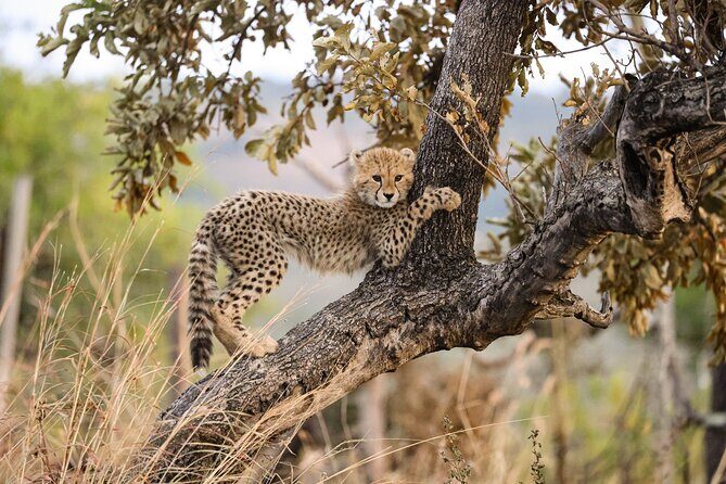 Sunrise Game Drive in Big5 Reserve - Key Points  