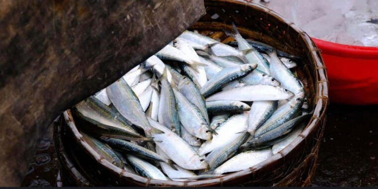 sunrise-on-the-hoai-river-tour-in-hoi-an