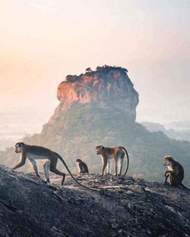 Sunrise or Sunset Tour to Pidurangala Rock with Scenic Views - What to Expect from the Pidurangala Sunrise/Sunset Tour