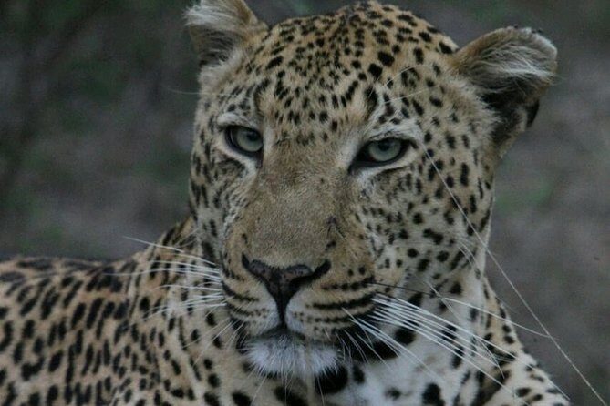 Sunrise Safari - A Deep Dive into the Sunrise Safari Experience