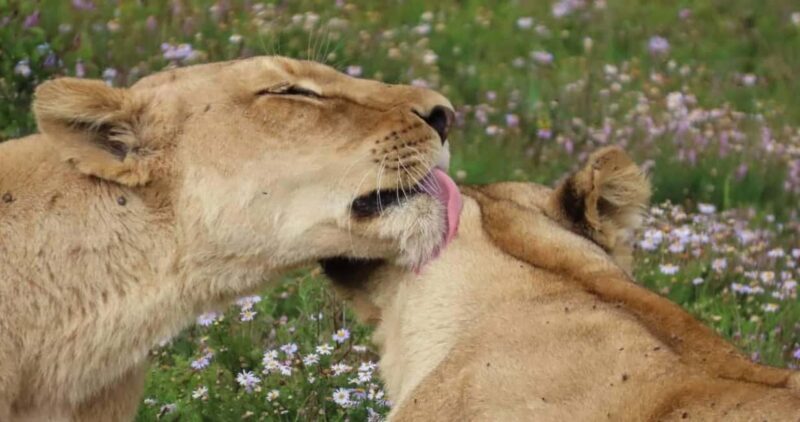Sunrise Safari - through Addo Park to Schotia reserve - Key Points