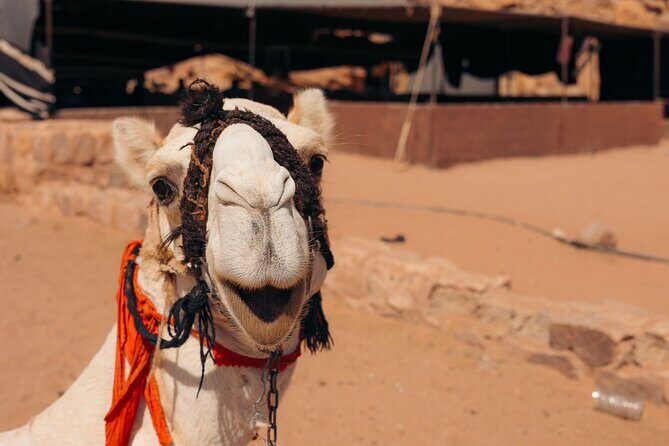 Sunrise & Sunset Tours | Magic Bedouin Star - The Sum Up