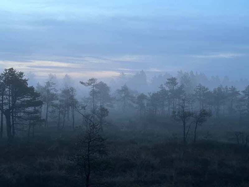 Sunrise Tour To Great Kemeri Bog - A detailed look at the Sunrise Tour to Great Kemeri Bog
