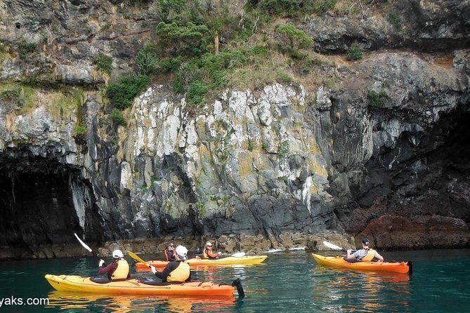 Sunrise wildlife sea kayaking in Akaroa marine reserve - Practical Details and Considerations
