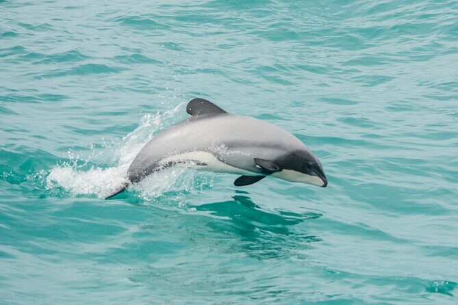 Sunrise wildlife sea kayaking in Akaroa marine reserve - Who Would Love This Tour?