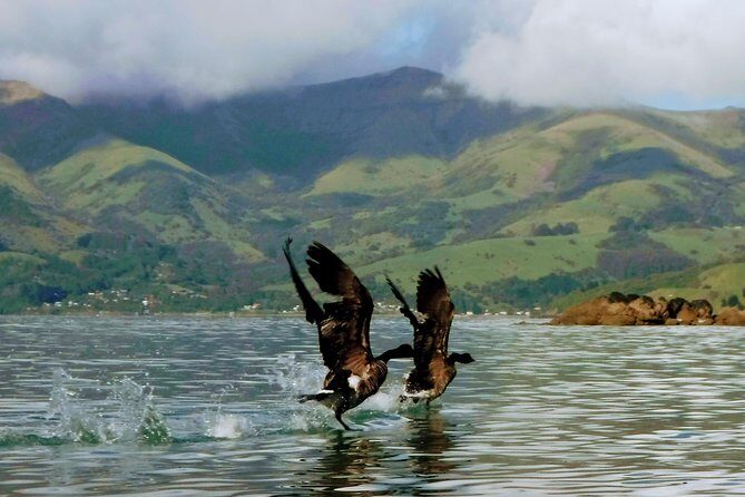 Sunrise wildlife sea kayaking in Akaroa marine reserve - FAQs