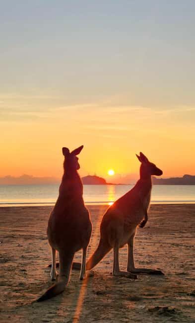 Sunrise with the Kangaroos & Wallabies - Airlie Beach - Practical Details to Keep in Mind