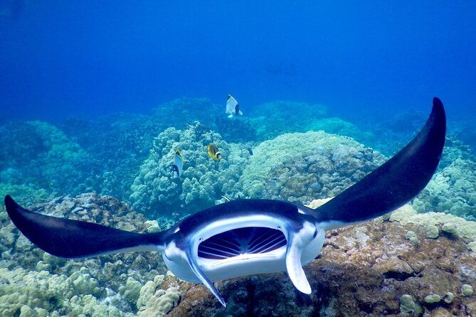 sunset-and-manta-ray-snorkel-adventure