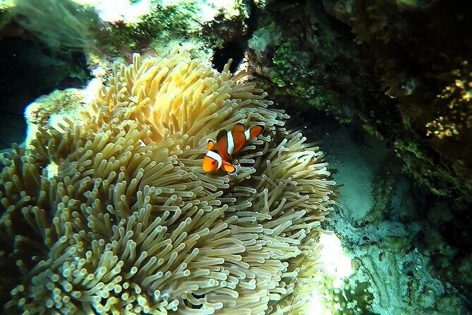 Sunset and Plankton Snorkeling by Speedboat from Phi Phi Don - Frequently Asked Questions