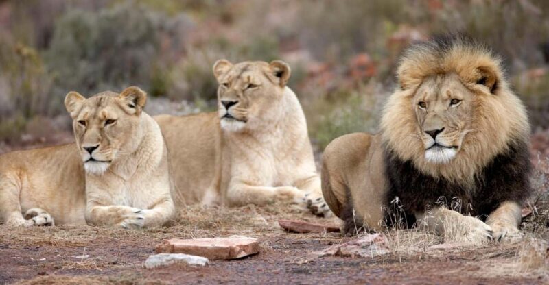 Sunset Big 5 Aquila Safari Snacks and Wine Tasting - The Real Value of the Tour