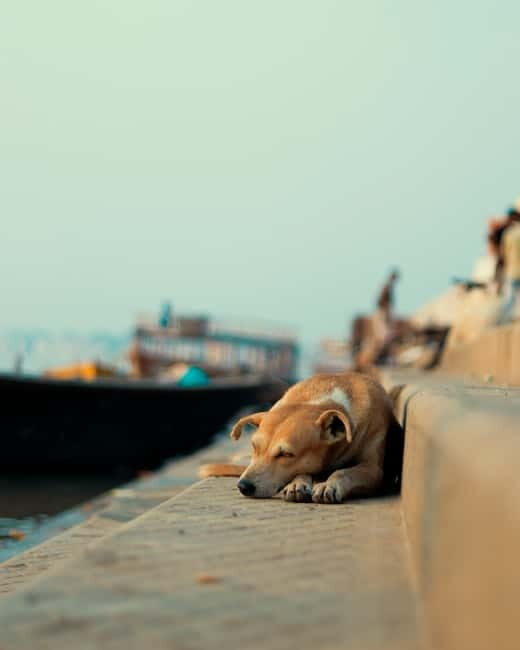 Sunset Boat Ride with Evening Aaarti ceremony varanasi - Who Would Love This Tour?