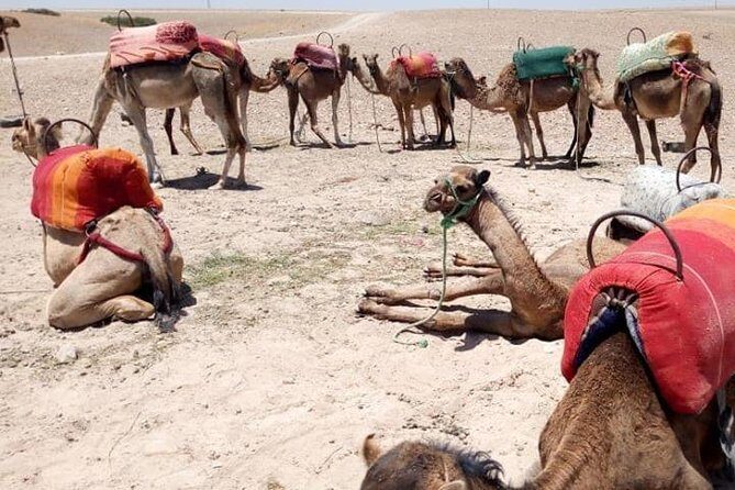 Sunset camel ride Agafay desert Marrakech - Key Points