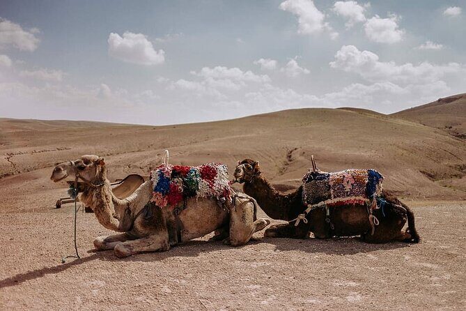 Sunset Camel Ride experience at the Agafay rocky Desert. - A Closer Look at the Experience