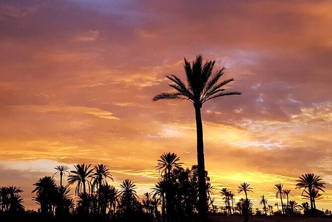 Sunset Camel Ride in Agadir or Taghazout With Transfers - Key Points
