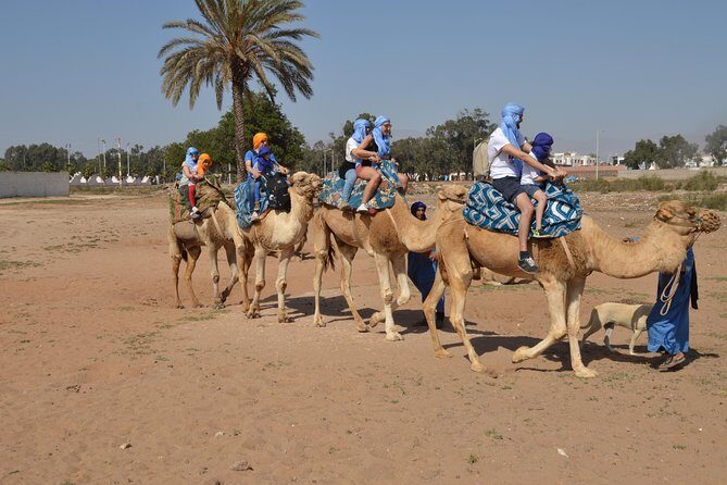 Sunset camel ride in Agadir with transport, tea and cakes. - Key Points