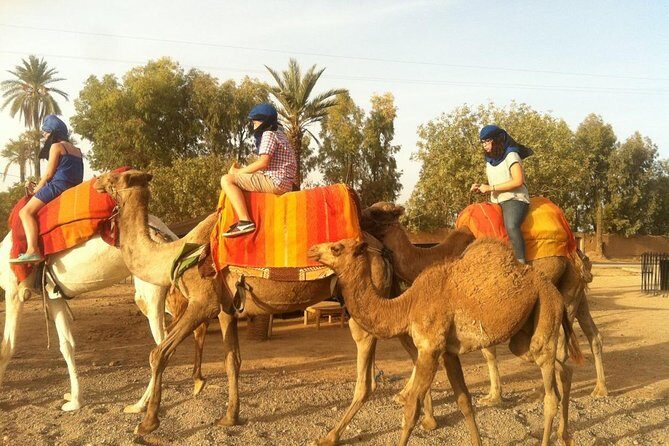 Sunset Camel Ride In Marrakech Palm Grove - Practical Details and Considerations