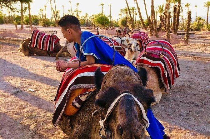 Sunset Camel Ride in the Palm Grove Of Marrakech - An In-Depth Look at the Sunset Camel Ride Experience