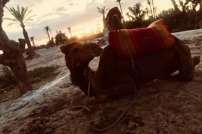 Sunset Camel Ride in the Palm Grove of Marrakech - Transportation and Practical Details