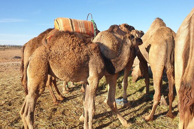 Sunset Camel Ride Marrakech with Transfers - An Overview of the Marrakech Sunset Camel Ride