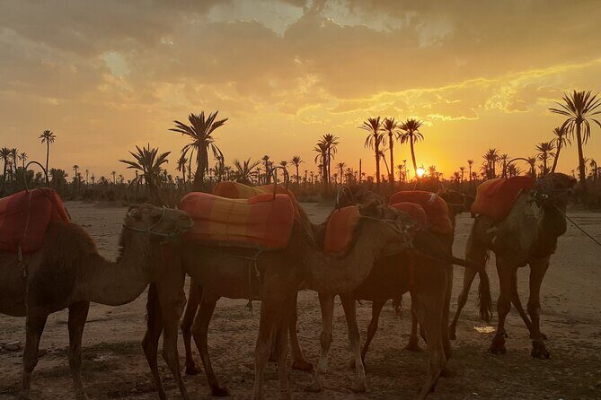 Sunset Camel Ride Marrakech with Transfers - FAQ