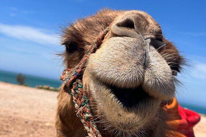 Sunset Camel Ride on Achakkar Beach - An In-Depth Look at the Experience