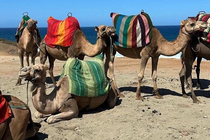 Sunset Camel Ride on Achakkar Beach including Traditional Dinner - FAQ  