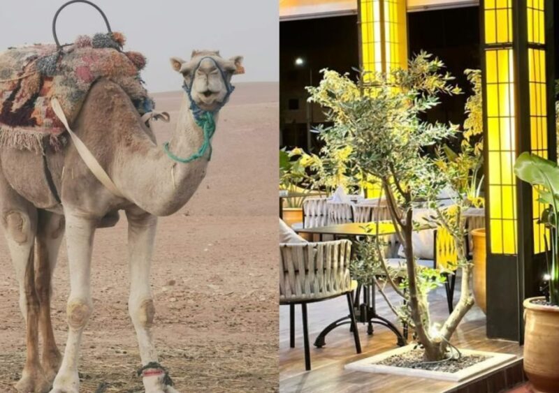 Sunset Camel Riding in Agafay Desert & Dinner in Chouf L'Or - Practical Details: What You Need to Know