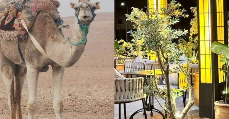 Sunset Camel Riding in Agafay Desert & Dinner in Chouf L'Or - Authentic Insights from Travelers