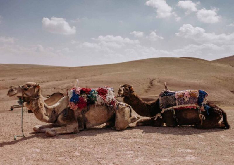 Sunset Camel Riding in Agafay Desert & Dinner in Chouf L'Or - The Sum Up