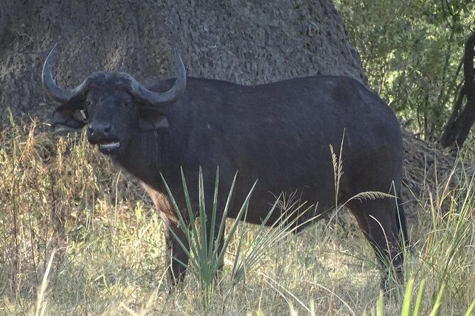 Sunset Cruise & Game Drive Combo Experience - MINIMUM 2 PEOPLE - Final Thoughts