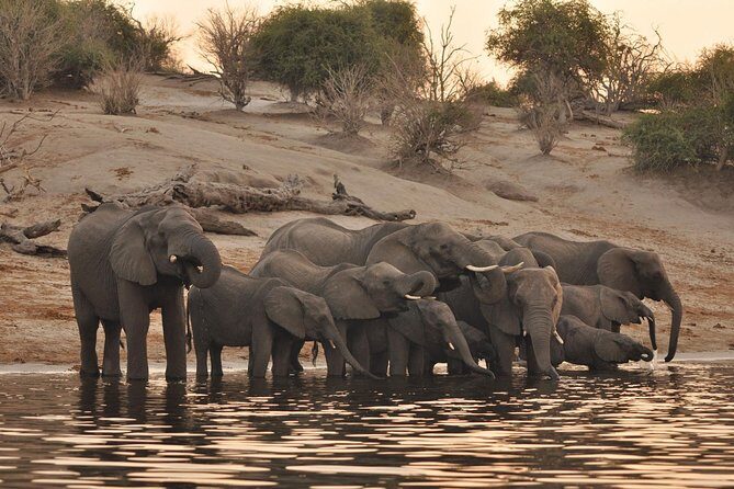 Sunset Cruise on Chobe River with Hotel Pickup from Kasane - An In-Depth Look at the Chobe River Sunset Cruise