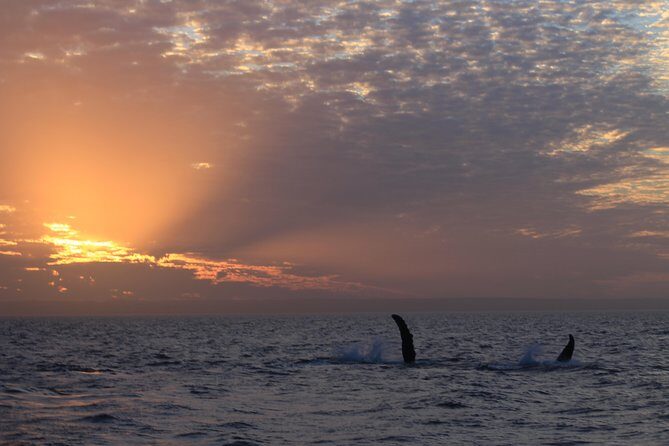 Sunset Cruise Wildlife Watching - Why This Tour Is Worth Considering