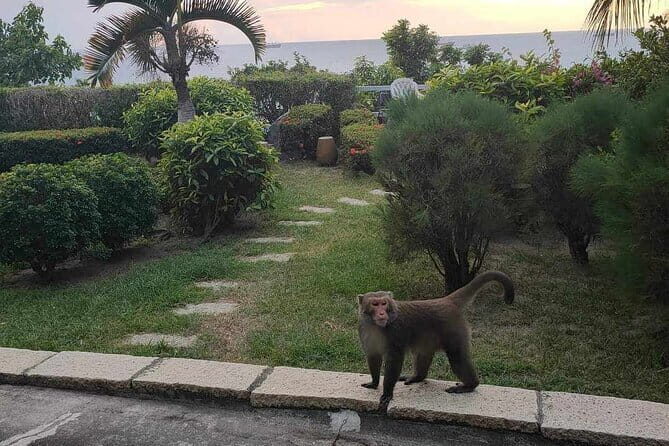 Sunset Dinner on Monkey Mountain - What’s Included and What You Can Expect