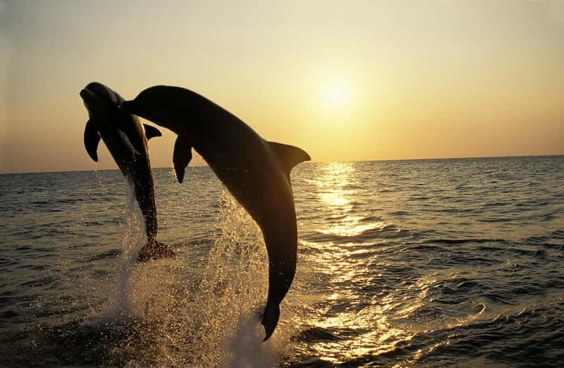Sunset Dolphin Cruise with Dinner  Medulin Archipelago - FAQ: Common Questions Answered