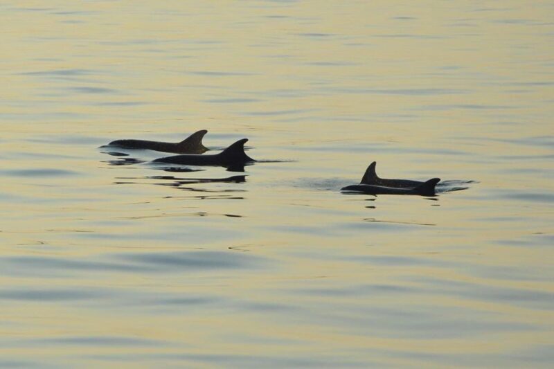 Sunset Dolphin Cruise with Dinner  Medulin Archipelago - Final Thoughts