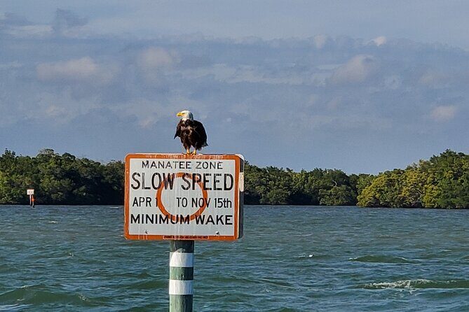 Sunset Dolphin Cruise with Sanibel Lighthouse Views - What to Expect from the Sunset Dolphin Cruise