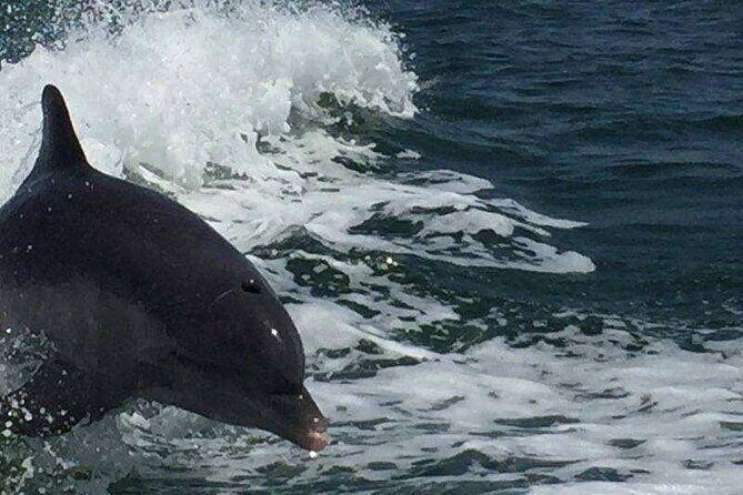 Sunset Dolphin Cruise with Sanibel Lighthouse Views - FAQ: Your Questions Answered