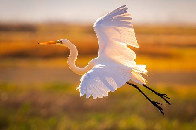 sunset-dolphin-eco-tour