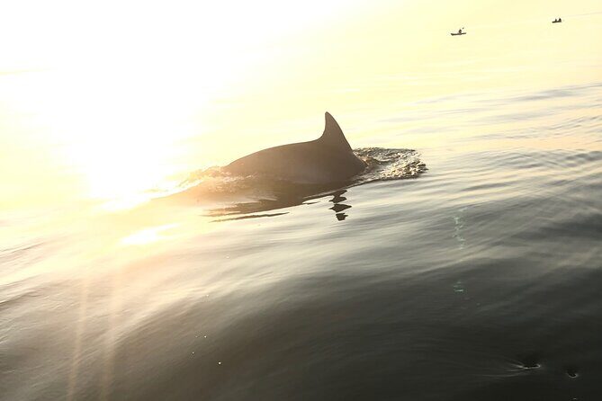 Sunset Dolphin Kayak Tours - Key Points