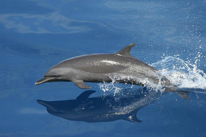 sunset-dolphin-watching-boat-tour-from-vrsar-2