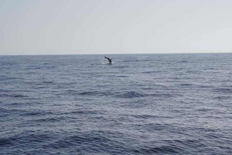 Sunset Dolphin Watching Tour on Hybrid Boat in Small Group - The Experience: What to Expect on the Water