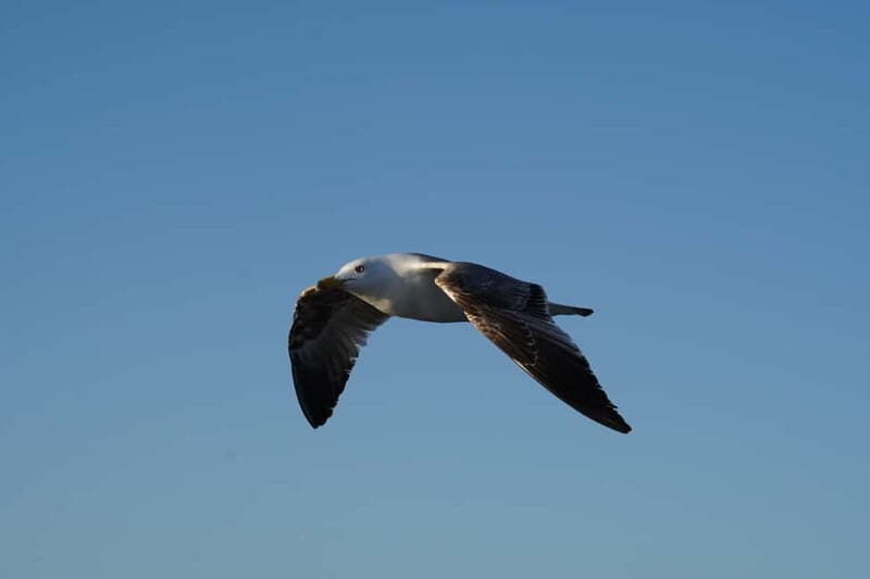 Sunset Dolphin Watching Tour on Hybrid Boat in Small Group - Practical Tips for a Smooth Experience