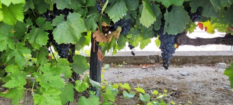 Sunset Douro melhor experiência vinho e comida Portuguesa - Supporting Sustainability and Making a Difference