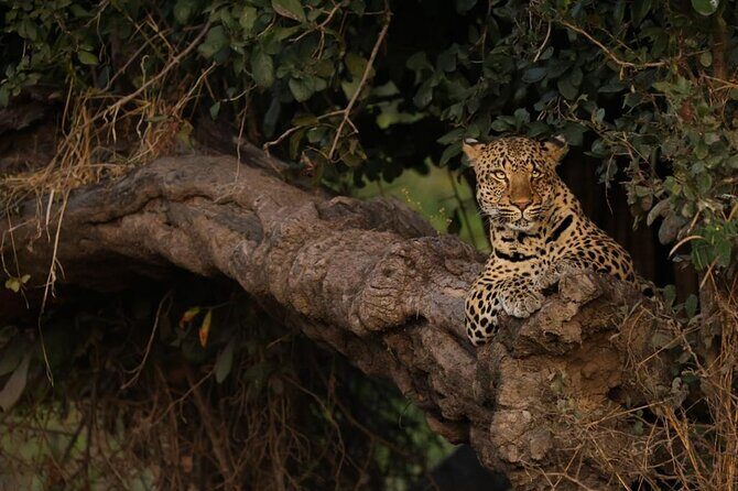 Sunset Game Drive in Big5 Reserve - Practical Details and Value